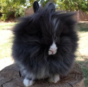Black Lionhead Rabbit