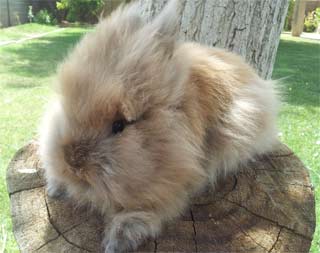 Black Tort Lionhead Rabbit