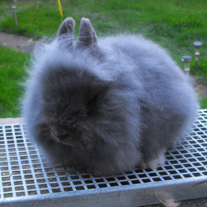 Blue Lionhead Rabbit