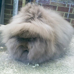 Chocolate Lionhead Rabbit