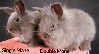 Single or Double Mane Lionhead Rabbit