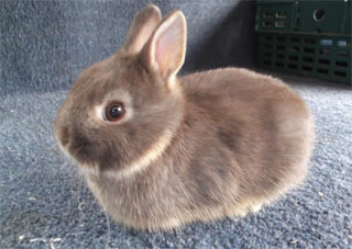 Picture of a dwarf rabbit