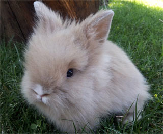 Fawn colored Lionhead Rabbit