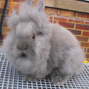 Lilac Lionhead Rabbit