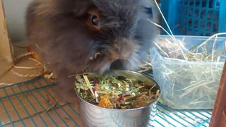Lionhead rabbit eating hay