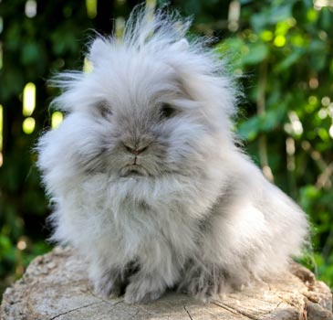 Lionhead Rabbit Lilac