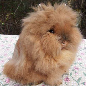 Lionhead rabbit