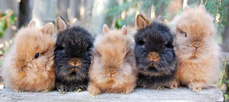 Lionhead rabbit babies orange and chestnut