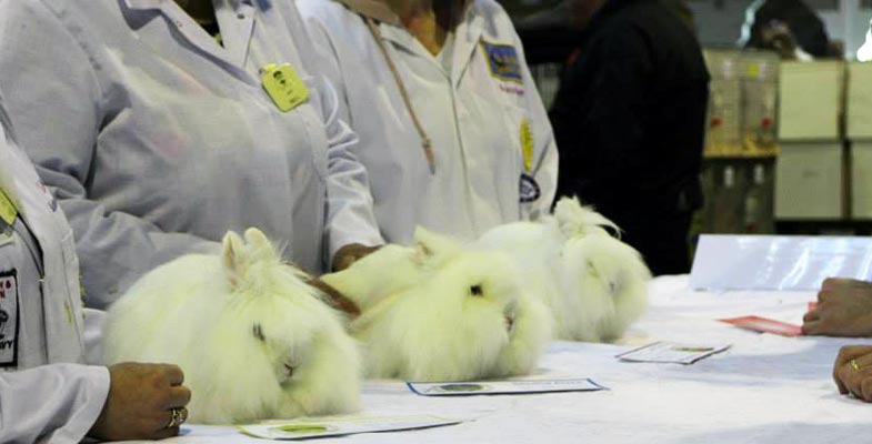 lionhead rabbit show
