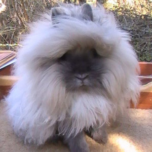 Lionhead rabbit