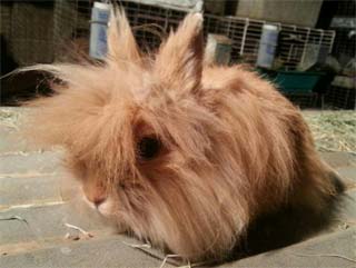 Lionhead Rabbit Orange colored