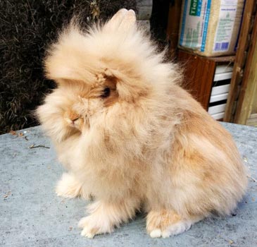 Orange Lionhead Rabbit