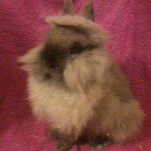 Scotty Fawn Lionhead Rabbit