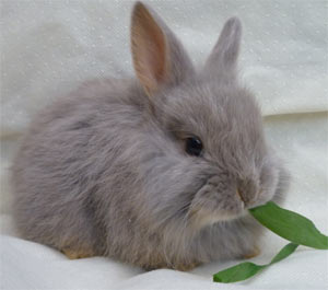 A Swiss Fox Rabbit