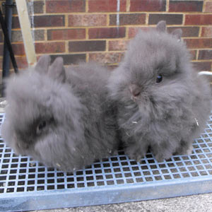 Two Chocolate Lionhead Rabbits