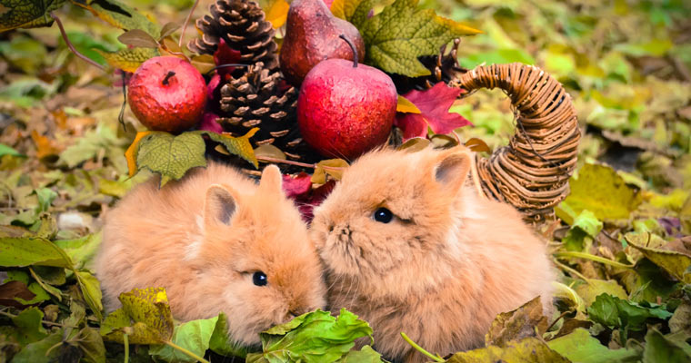 friendly-lionhead-rabbits