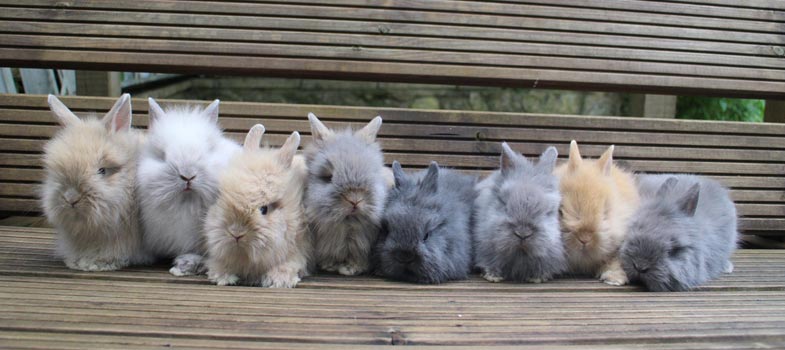 lionhead rabbit babies 