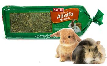 Alfalfa hay lionhead babies