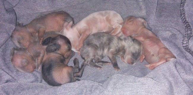 Lionhead rabbit babies laying in blanket
