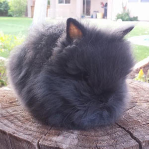 Black Lionhead Rabbit