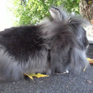 Black Otter Lionhead Rabbit