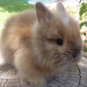 Black Tortoise Vienna Marked Lionhead Rabbit