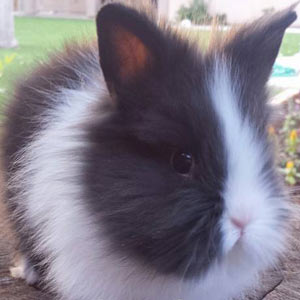 Picture of Black Vienna Marked Lionhead Rabbit