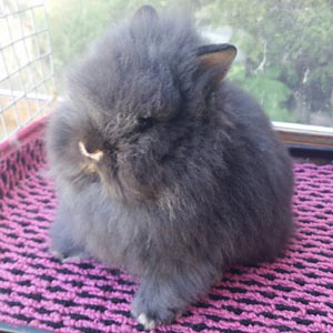 Black Otter Lionhead Rabbit