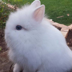 Blue Eyed White Lionhead Rabbit