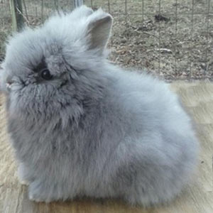 Blue Otter Lionhead Rabbit