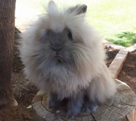 Lionhead Rabbit Blue Tortoiseshell