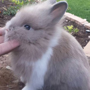 Image of Blue Tortoise Vienna Marked Lionhead Rabbit