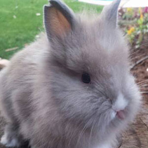 Blue Tortoise Vienna Marked Lionhead Rabbit