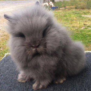 Image of Blue self Chinchilla Lionhead Rabbit