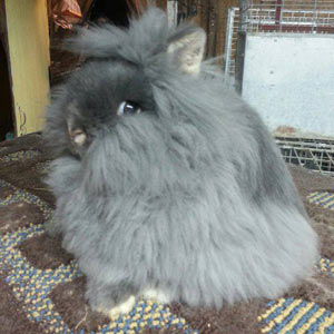 Blue Otter Lionhead Rabbit