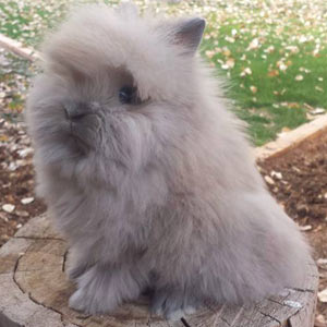 Blue Tortoise Lionhead Rabbit