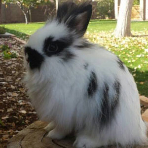 Broken Black Lionhead Rabbit
