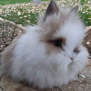 Broken Black Tortoise Lionhead Rabbit