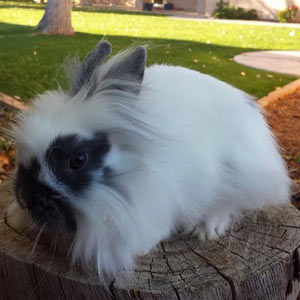 Broken Blue Lionhead Rabbit