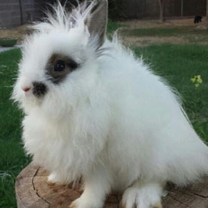 Broken Chestnut Agouti Lionhead Rabbit