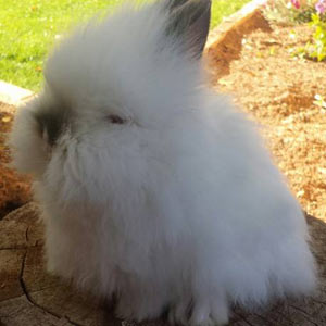 Broken Pointed White Lionhead Rabbit
