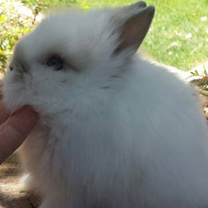 Image of Broken Smoken Pearl Lionhead Rabbit