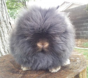 Chestnut Lionhead Rabbit