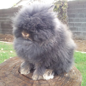 Chestnut Lionhead Rabbit