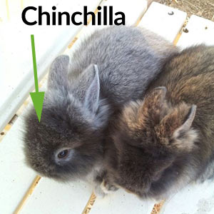 Chinchilla Lionhead Rabbit