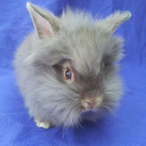 Chocolate Agouti Lionhead Rabbit