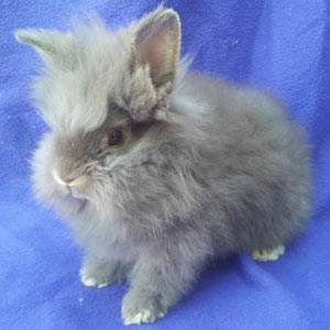 Chocolate Chinchilla Lionhead Rabbit