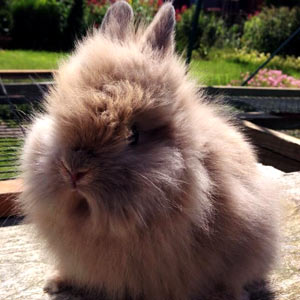Chocolate Otter Lionhead Rabbit