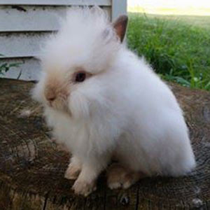 Chocolate Point Lionhead Rabbit