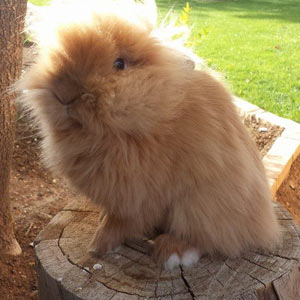 Chocolate Tortoise Lionhead Rabbit